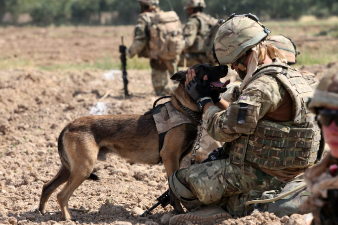 Στρατιωτικοί σκύλοι καλούνται για «κατάταξη» στις Ένοπλες Δυνάμεις