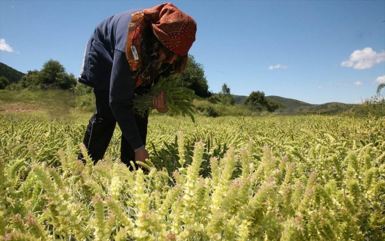 Σπ. Λιβανός: «Ιδιαίτερη τιμή στην Ελληνίδα αγρότισσα – Χρέος μας η στήριξη της γυναίκας 365 μέρες το χρόνο»