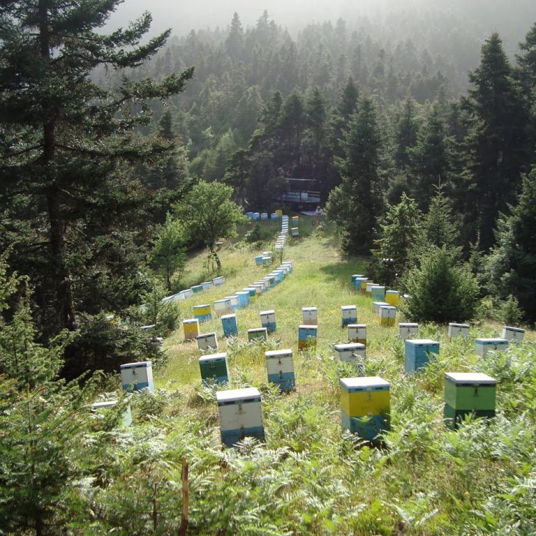 Περιφ. Πελοποννήσου: Κοινοποίηση της Υπουργικής Απόφασης σχετικά με το «Εθνικό Μελισσοκομικό Μητρώο»