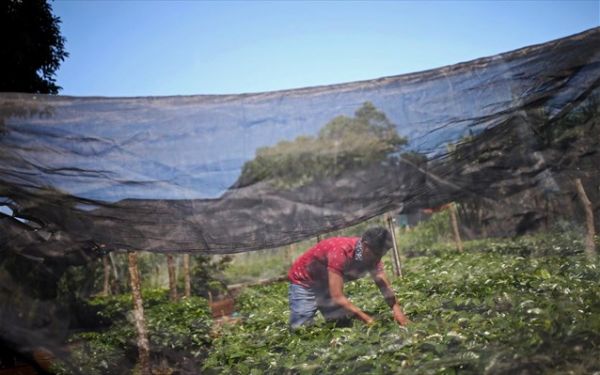 ΥΠΑΑΤ – Ποια είναι τα δικαιολογητικά για την παράταση της απασχόλησης των εργατών γης