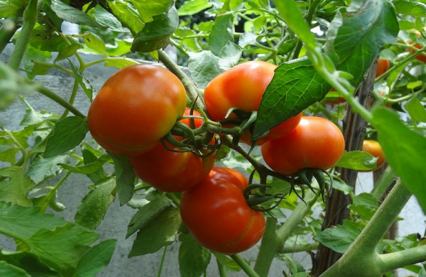 Ντομάτα – Πώς θα αντιμετωπίσουν τις προσβολές οι παραγωγοί