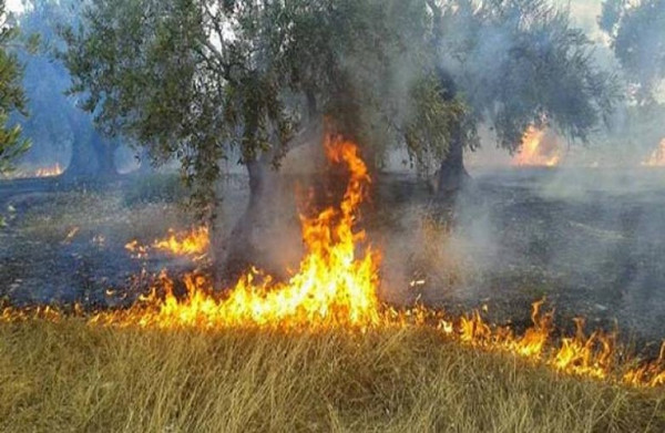 Περιφ. Πελοποννήσου: Έρχονται οι αποζημιώσεις στους πληγέντες από τις πυρκαγιές αγρότες