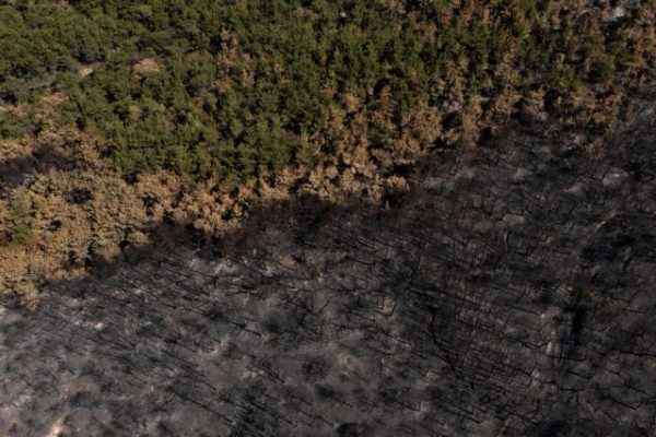 Κ. Σκρέκας: Ξεκινά η διαδικασία αποκατάστασης στο δάσος της Δαδιάς